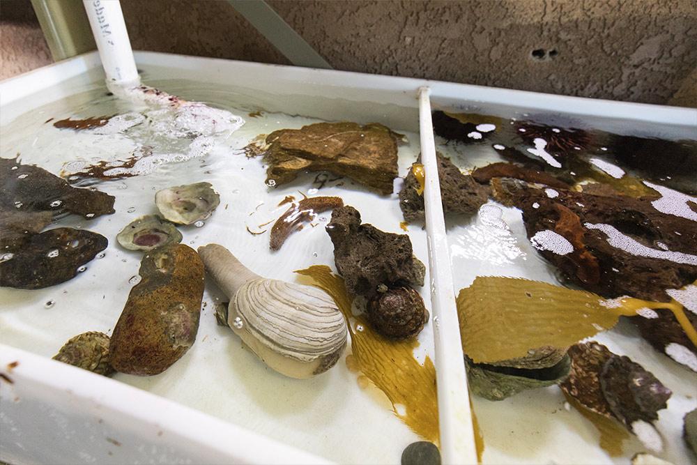 Sea slugs in the Marine Lab at Concordia