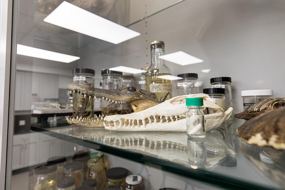 Curiosities abound in the Science labs at Founders Hall.